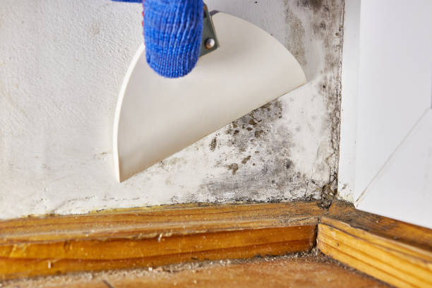 Best Forensic Mold Investigation  in Fort Pierre, SD